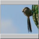 Aegithalos caudatus - Schwanzmeise 11b.jpg